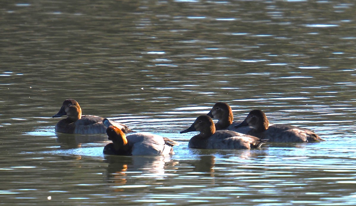 taffeland - ML644288191