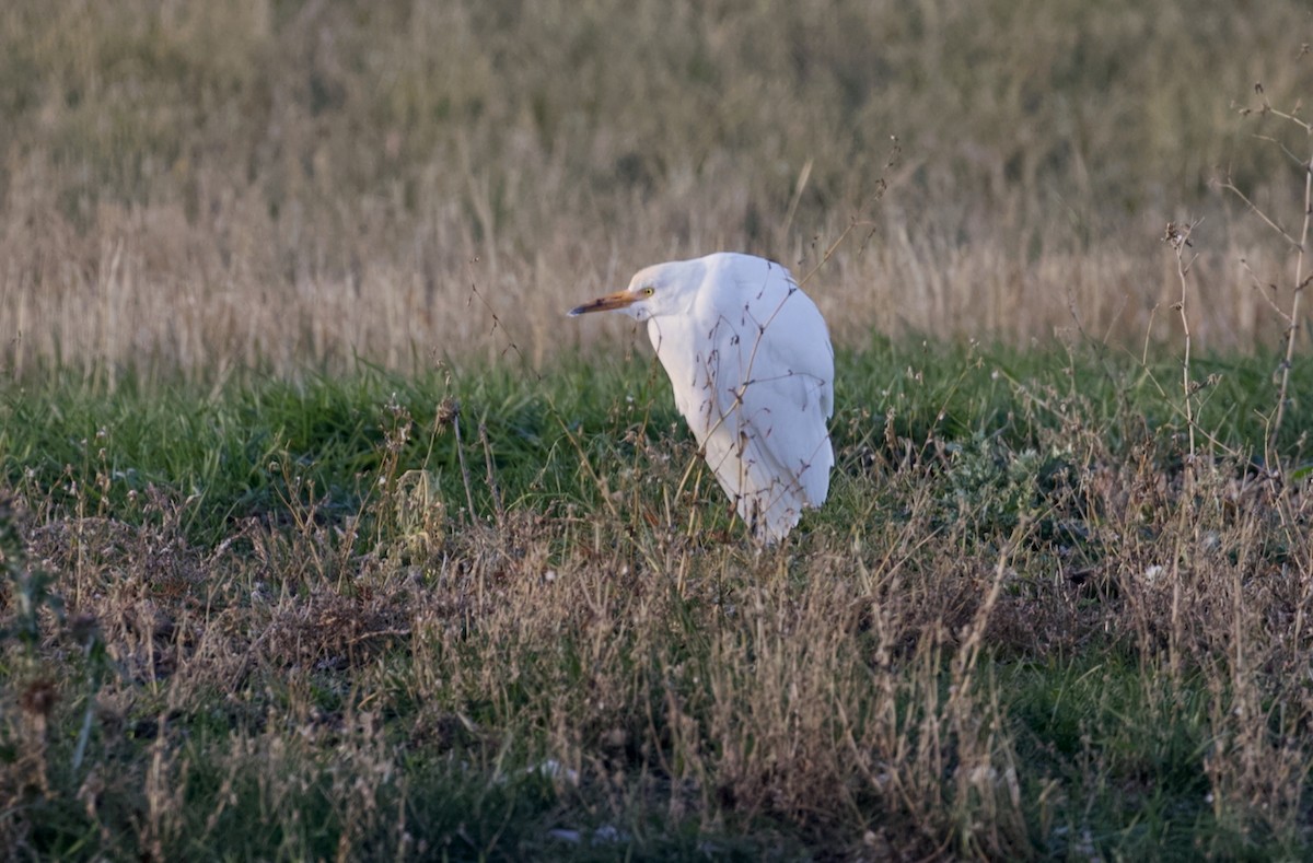 Western Cattle-Egret - ML644288194