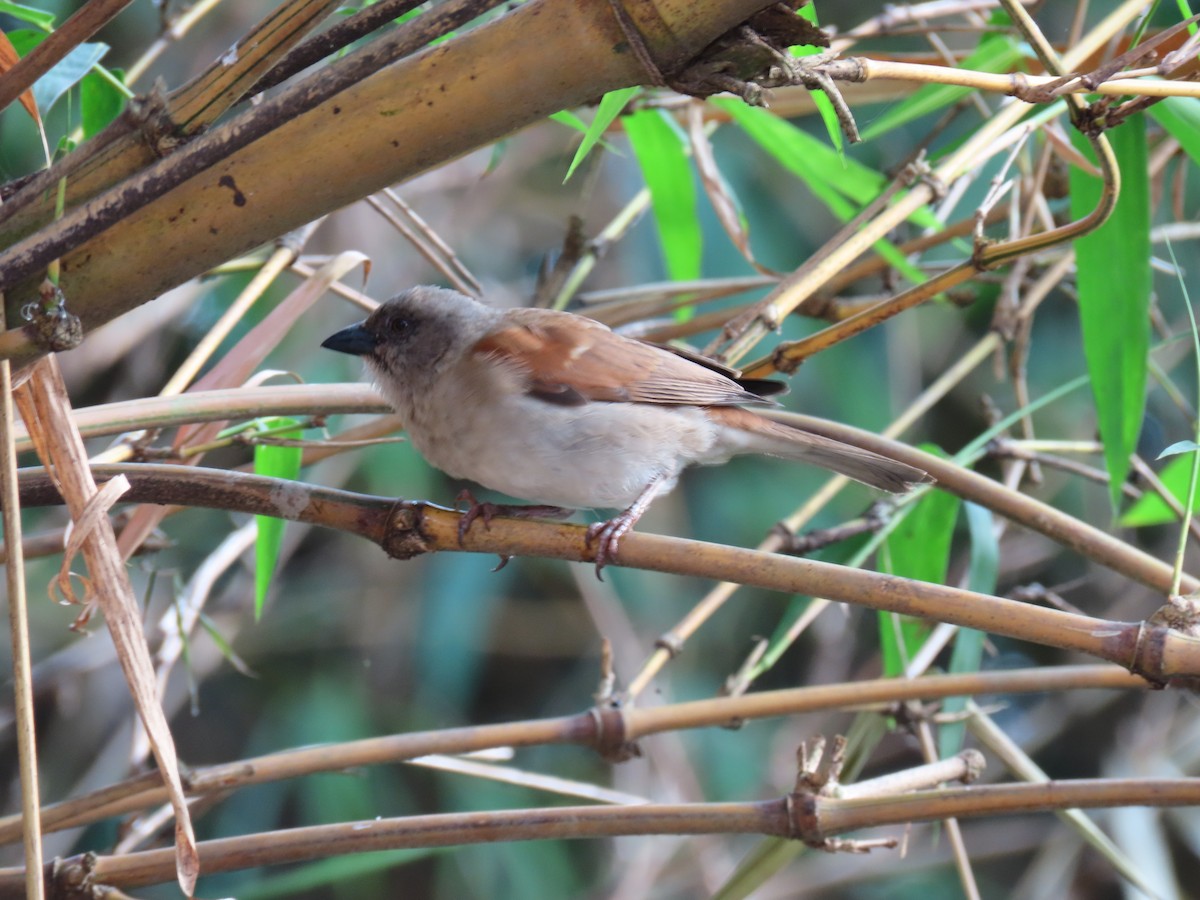 Northern Gray-headed Sparrow - ML644288212