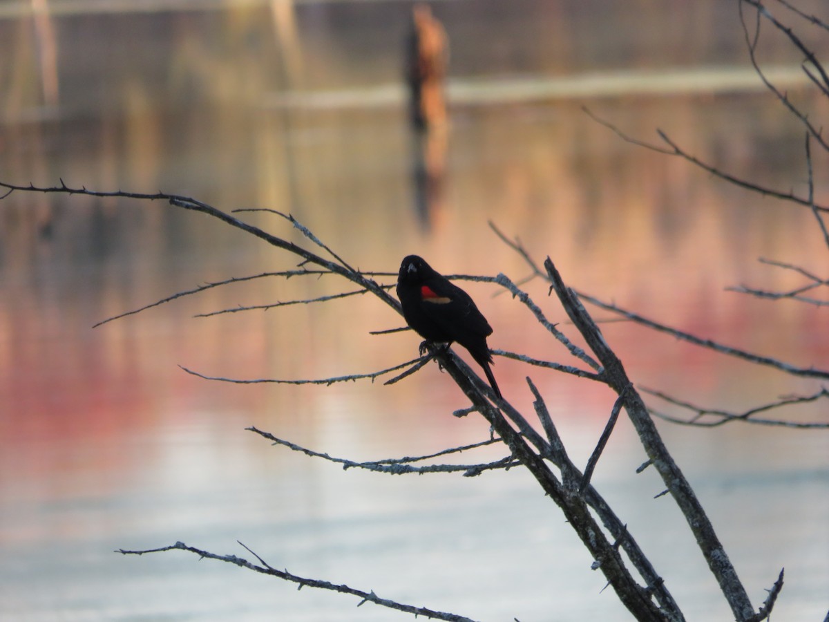 Red-winged Blackbird - ML644288216