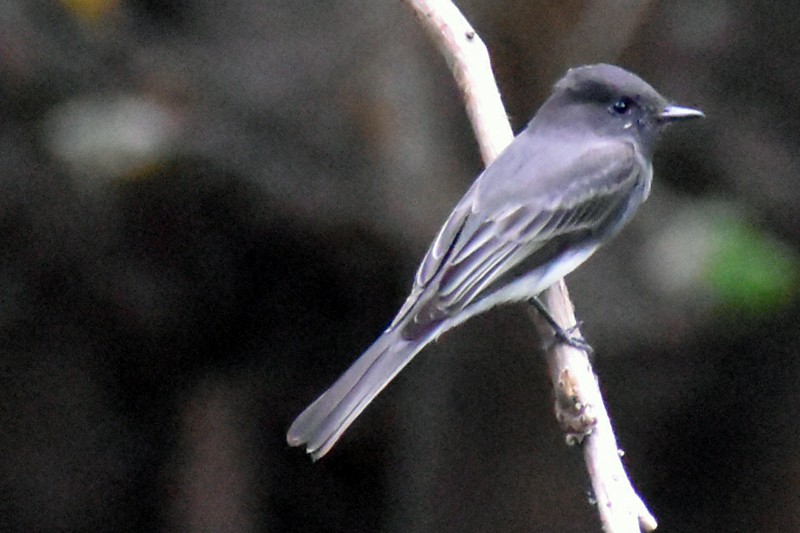Black Phoebe - ML644288228
