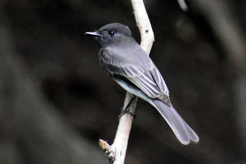 Black Phoebe - ML644288229