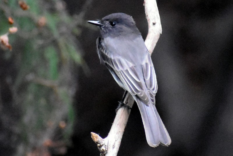 Black Phoebe - ML644288230