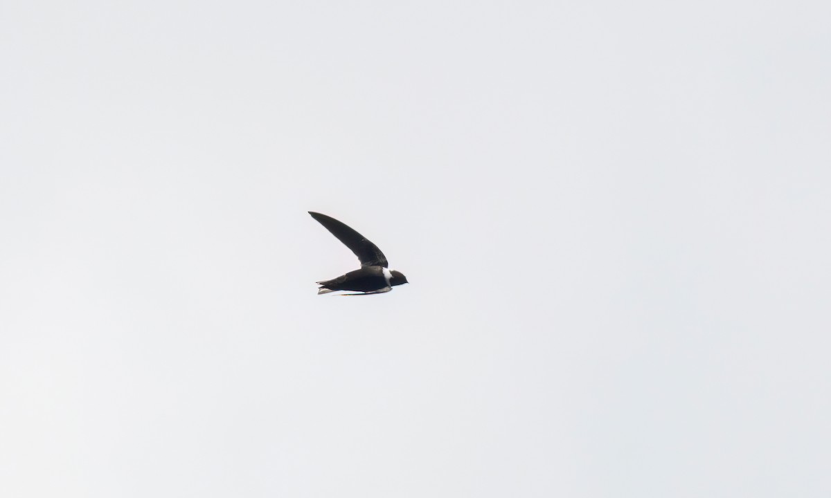 White-collared Swift - ML644288233
