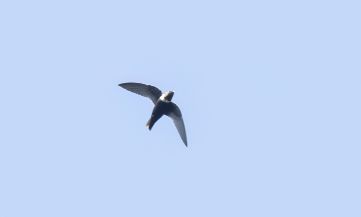 White-collared Swift - ML644288234