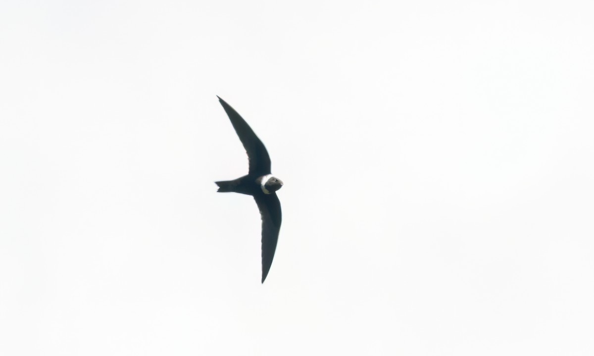 White-collared Swift - ML644288235