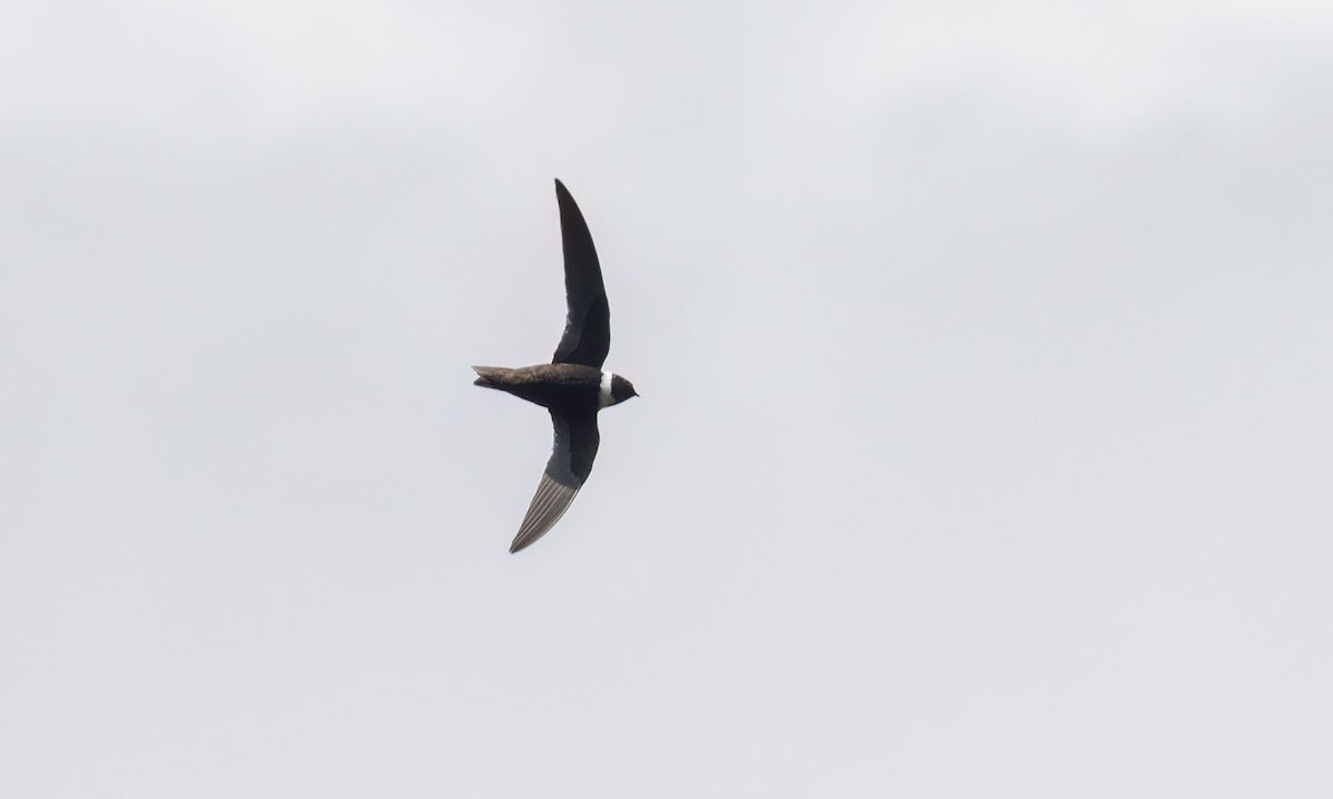 White-collared Swift - ML644288236