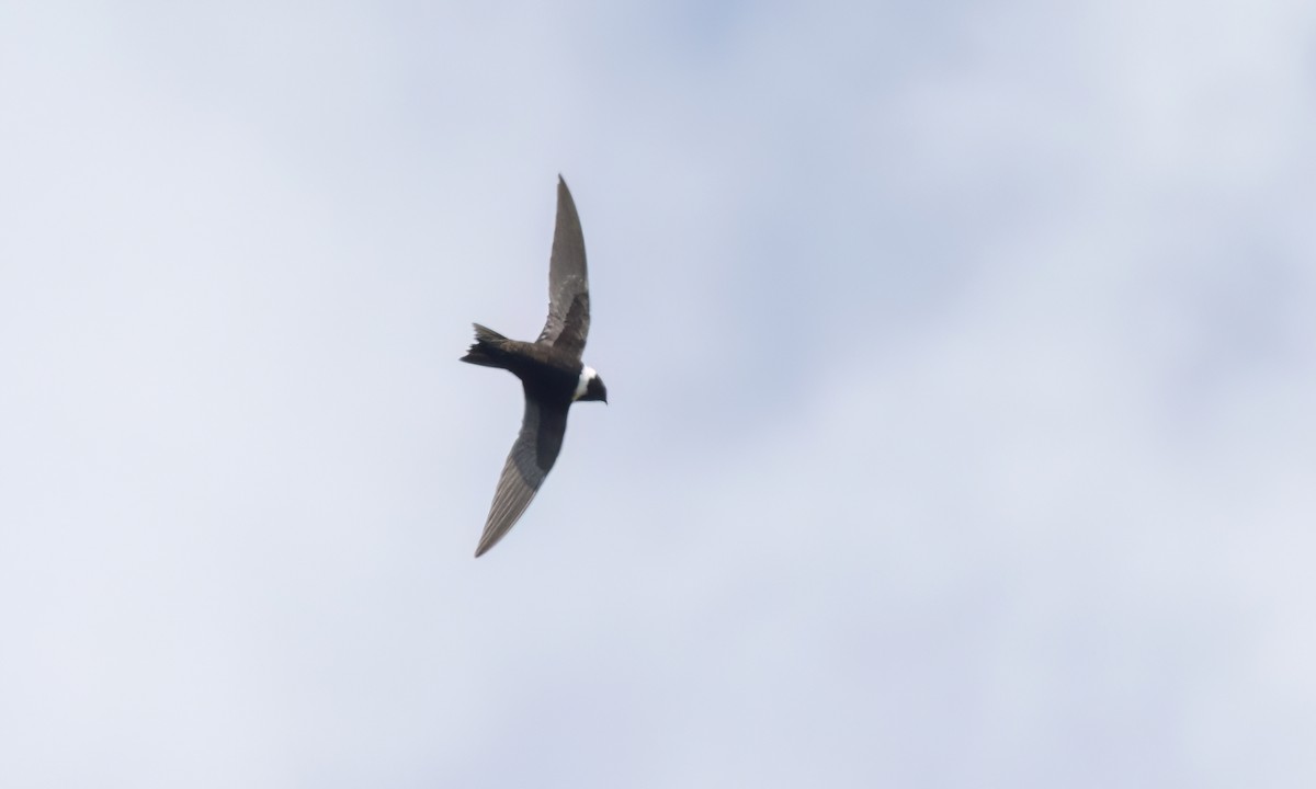 White-collared Swift - ML644288237