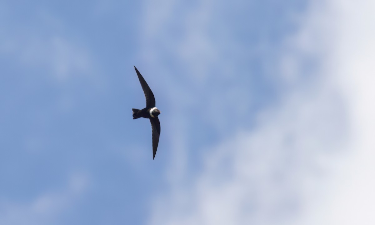 White-collared Swift - ML644288238