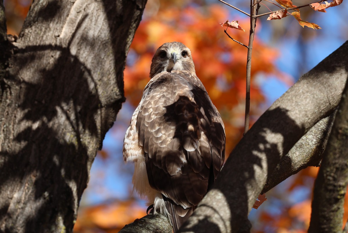 Red-tailed Hawk - ML644288241