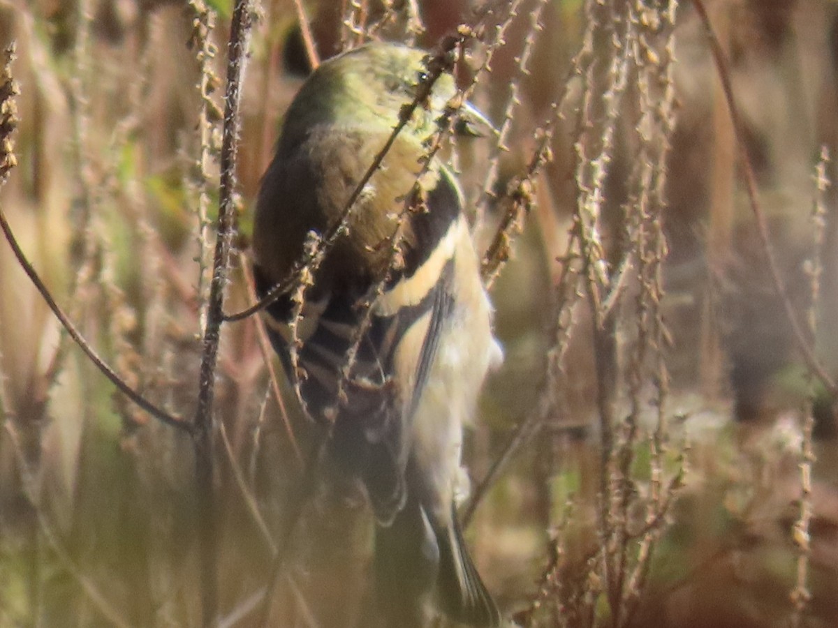 American Goldfinch - ML644288242