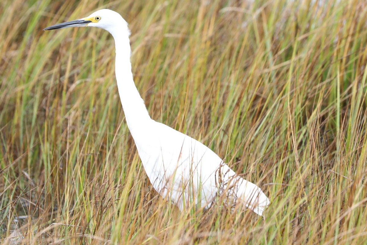 Snowy Egret - ML644288244