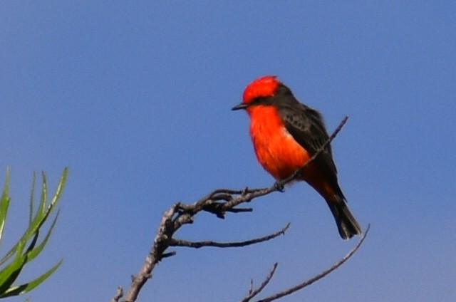 Vermilion Flycatcher - ML644288246