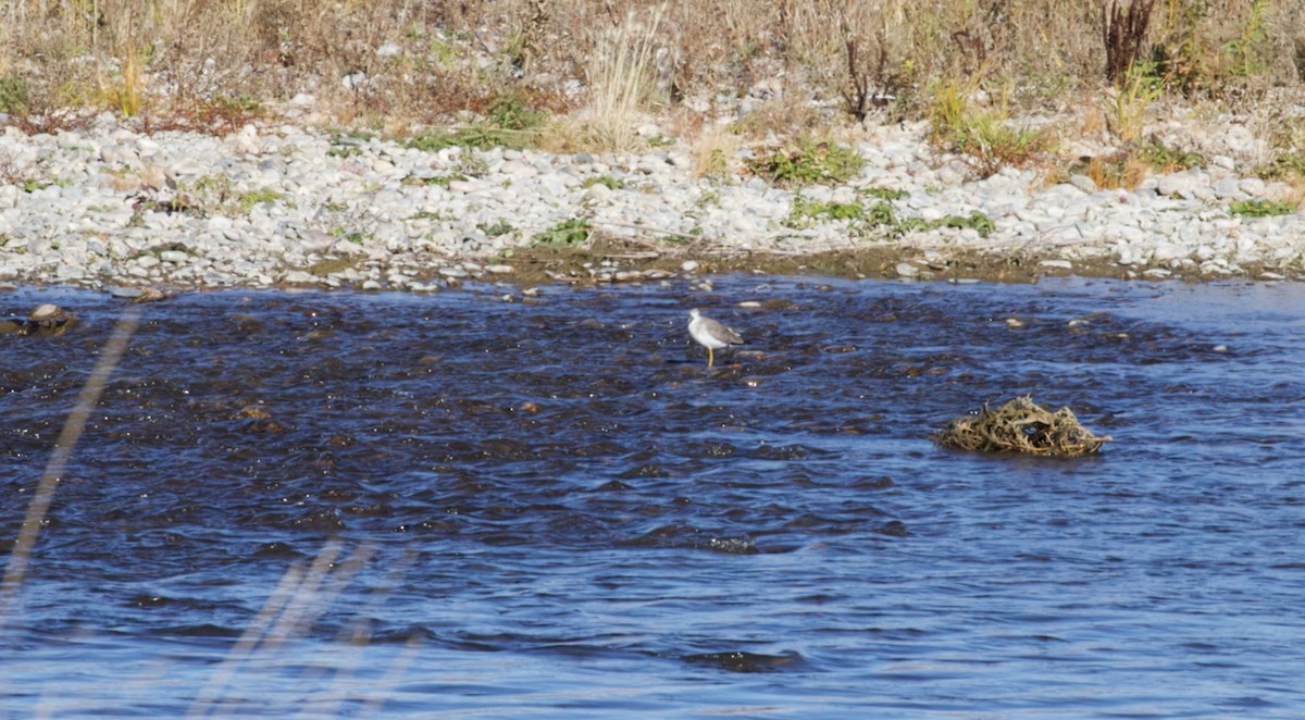 Greater Yellowlegs - ML644288247