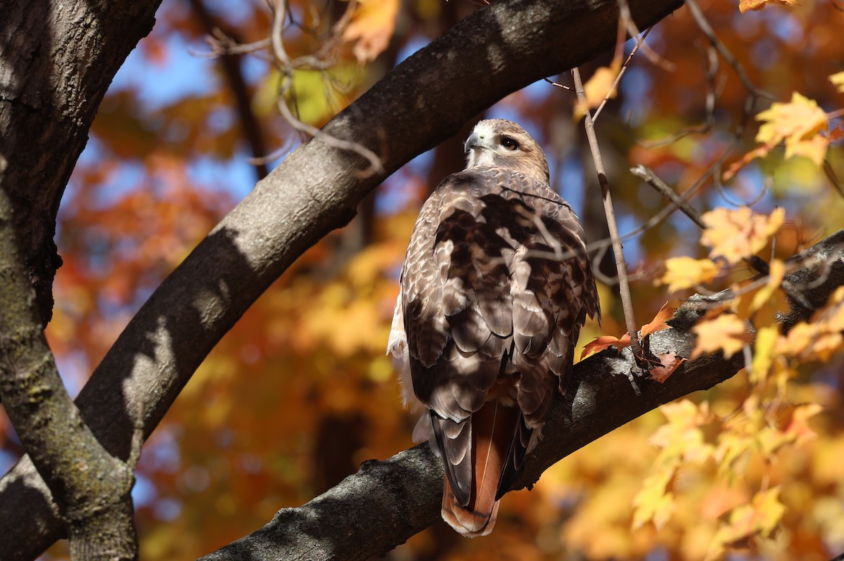 Red-tailed Hawk - ML644288248
