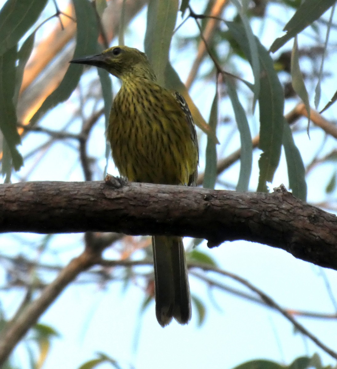 Green Oriole - ML644288251