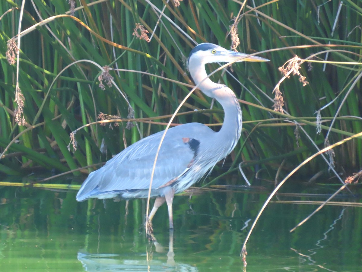 Great Blue Heron - ML644288254