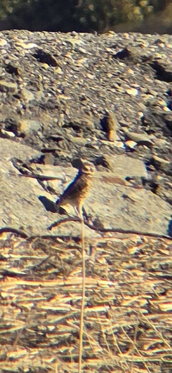 Burrowing Owl - ML644288256