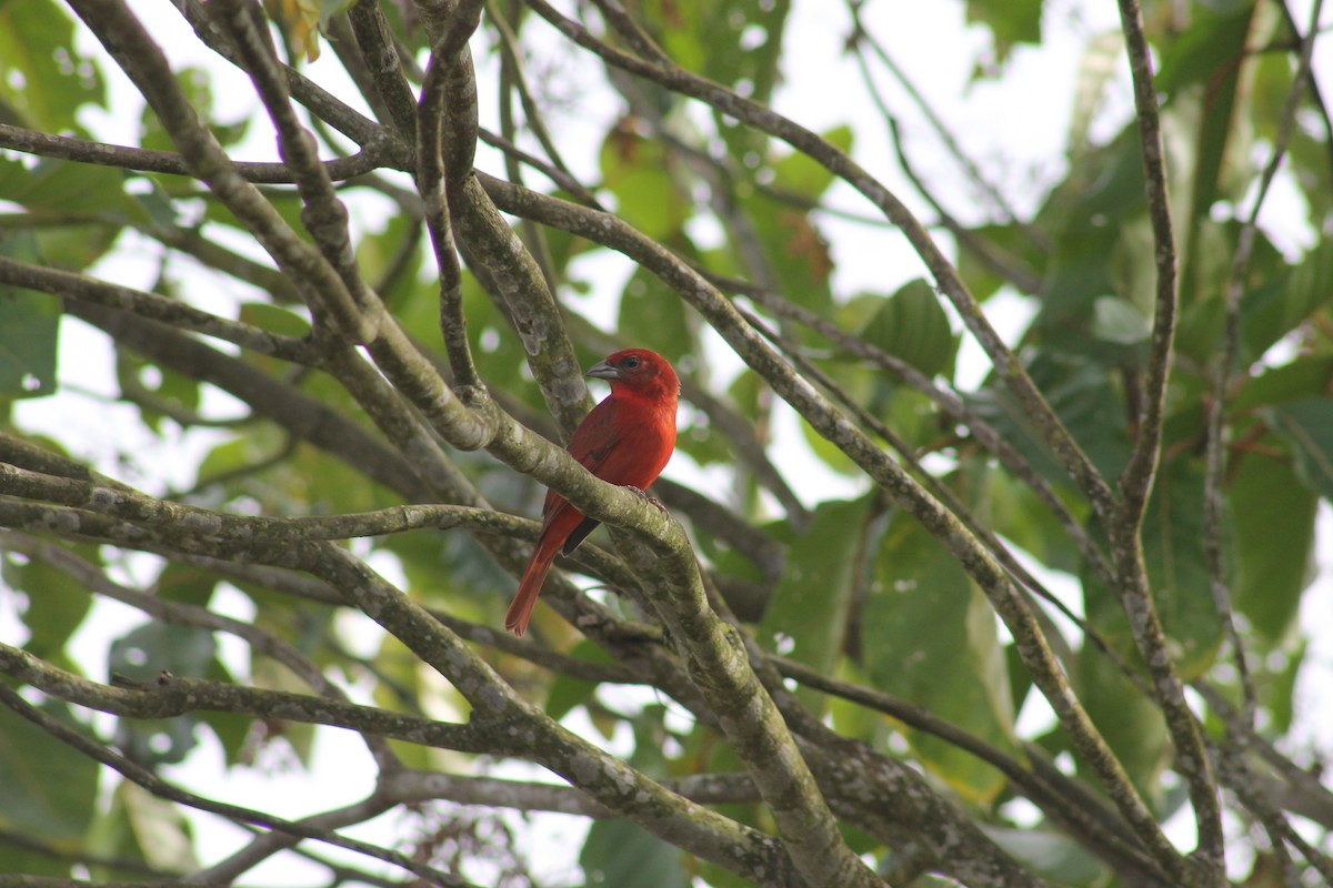 Hepatic Tanager - ML644288257