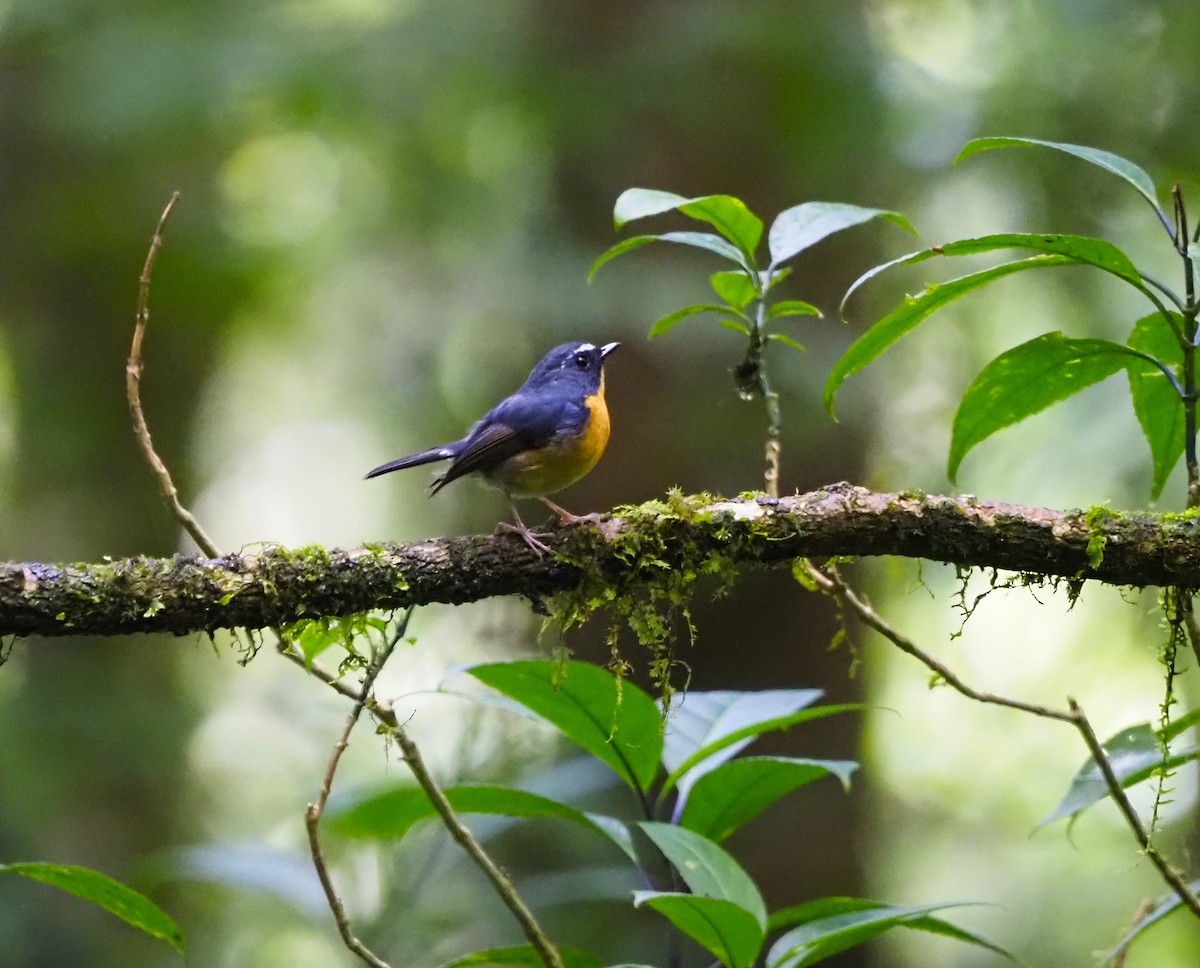 Snowy-browed Flycatcher - ML644288259