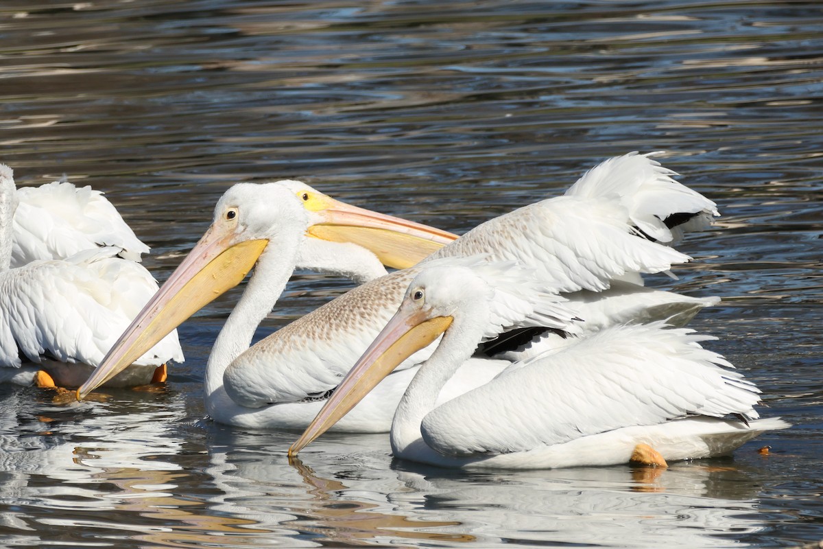 American White Pelican - ML644288260