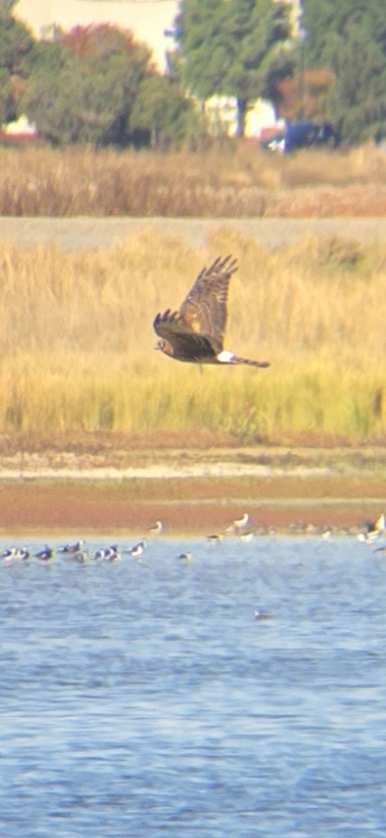 Northern Harrier - ML644288261