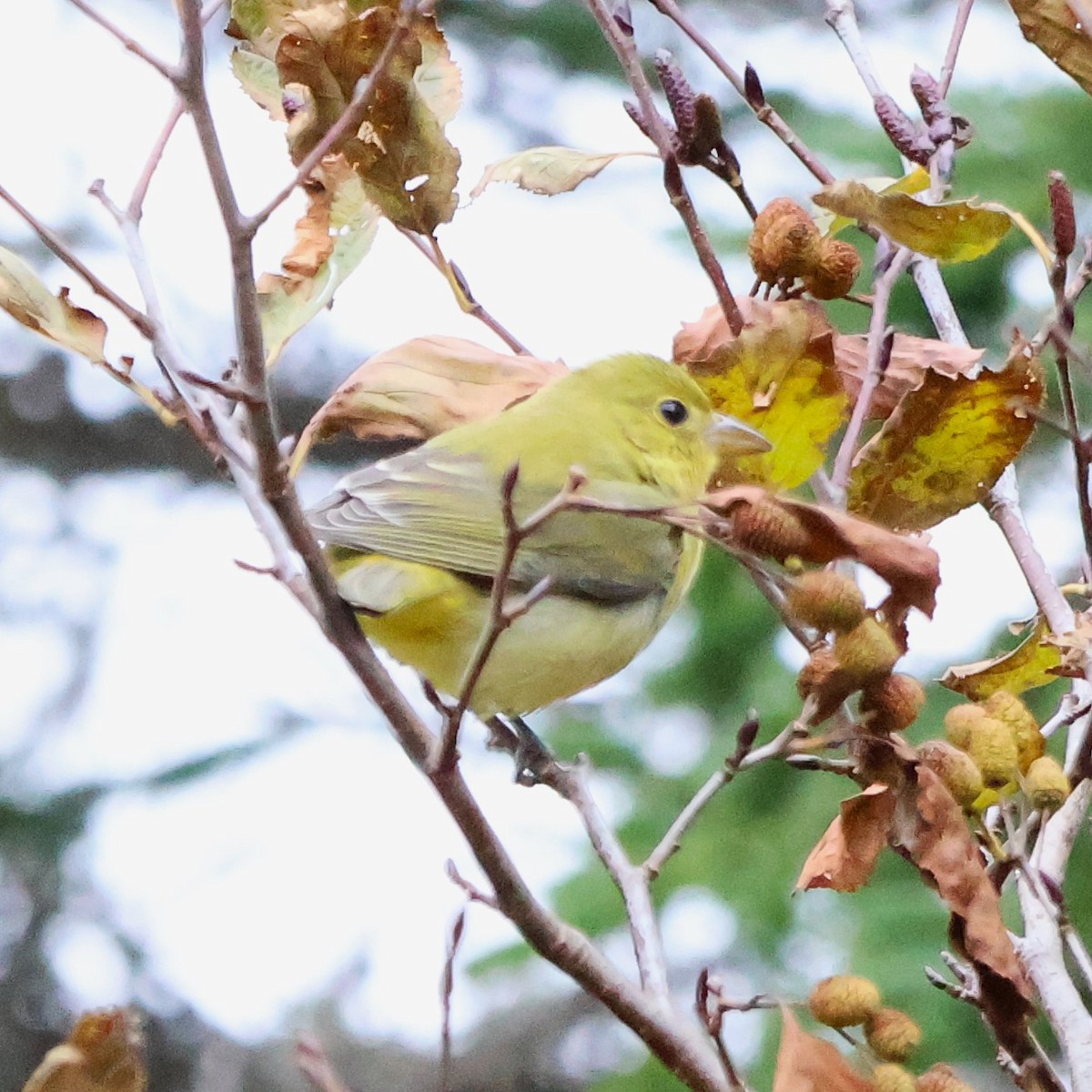 Scarlet Tanager - ML644288262