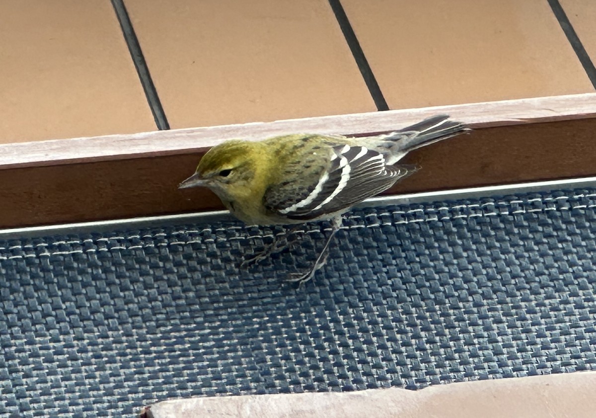 Пісняр-лісовик каштановий - ML644288265