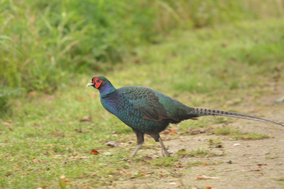 Ring-necked Pheasant - ML644288266