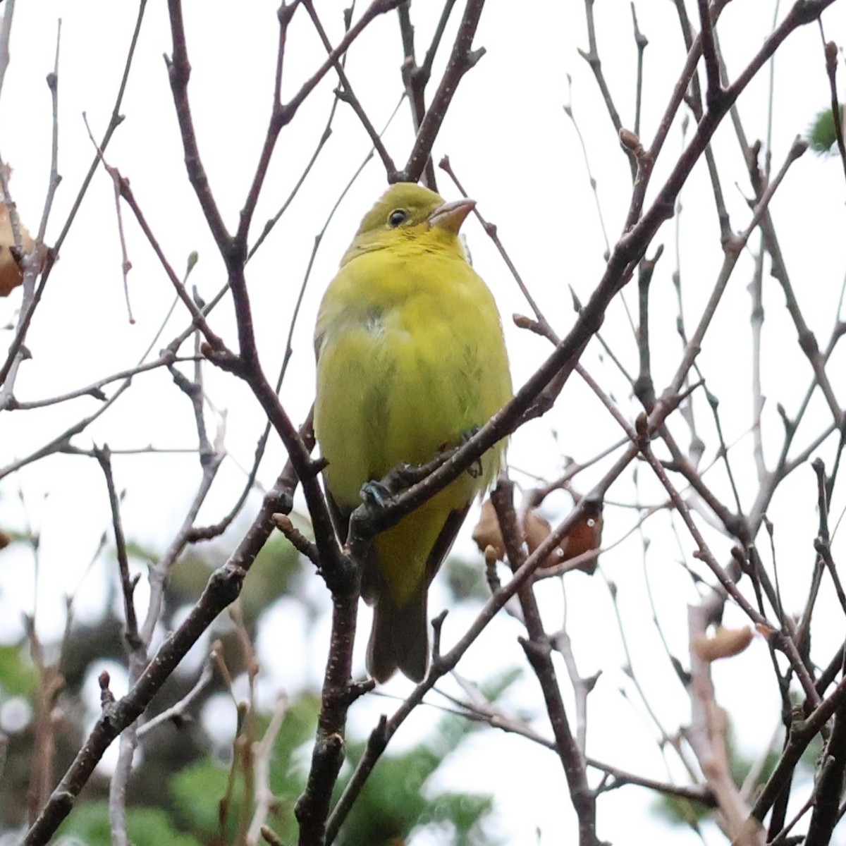 Scarlet Tanager - ML644288267