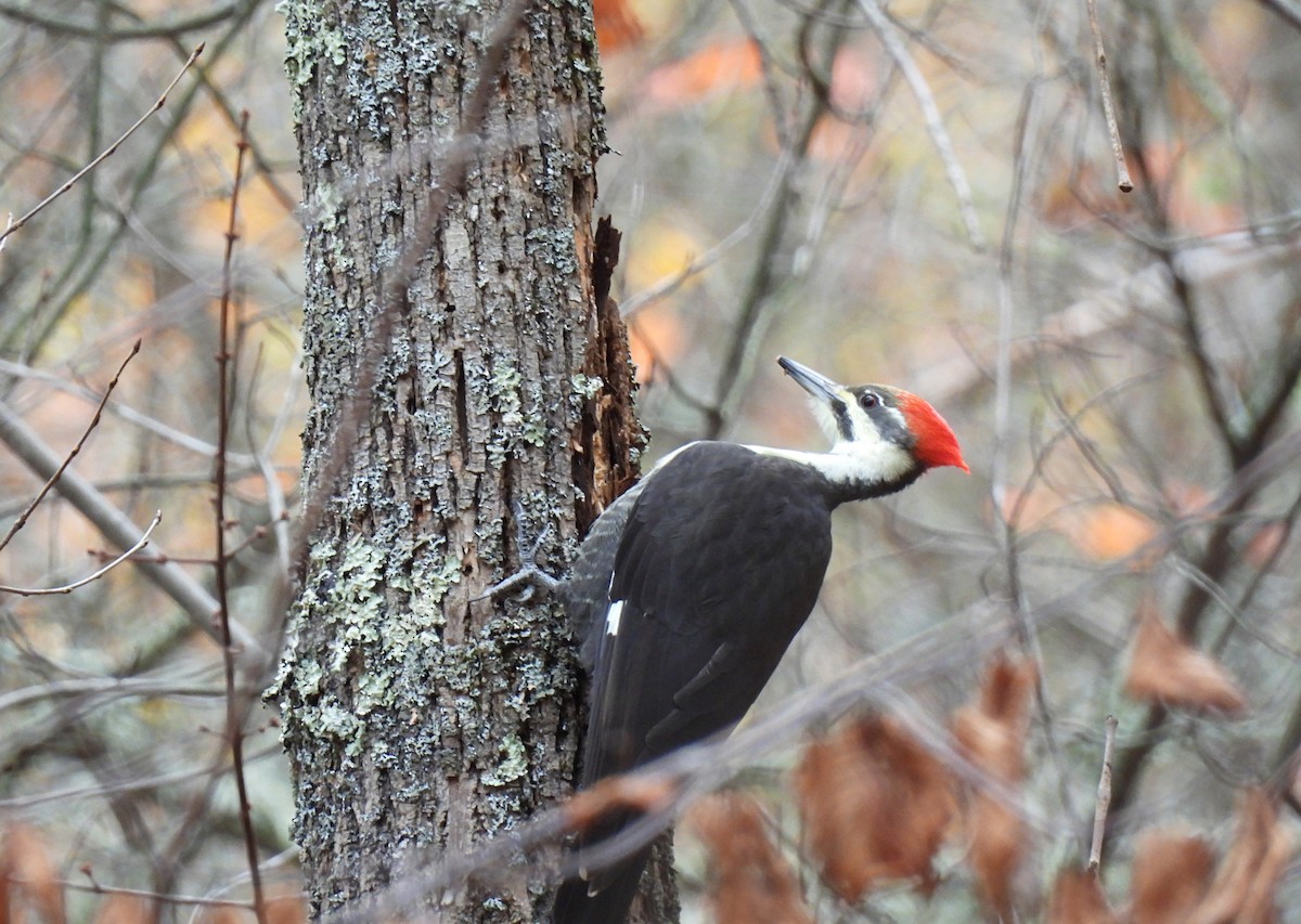 Pileated Woodpecker - ML644288268