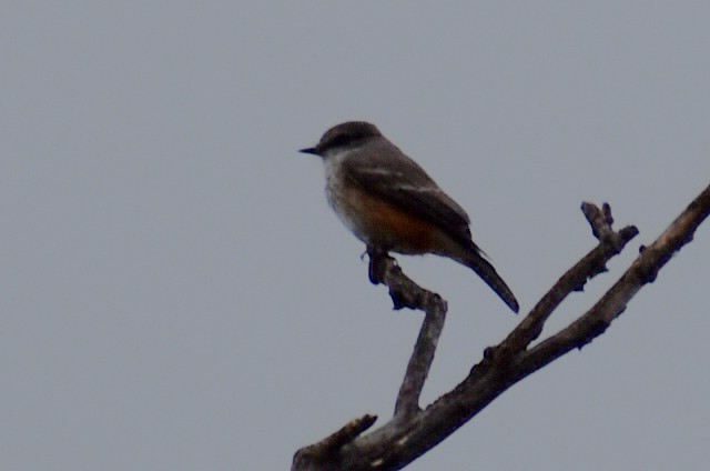 Vermilion Flycatcher - ML644288270