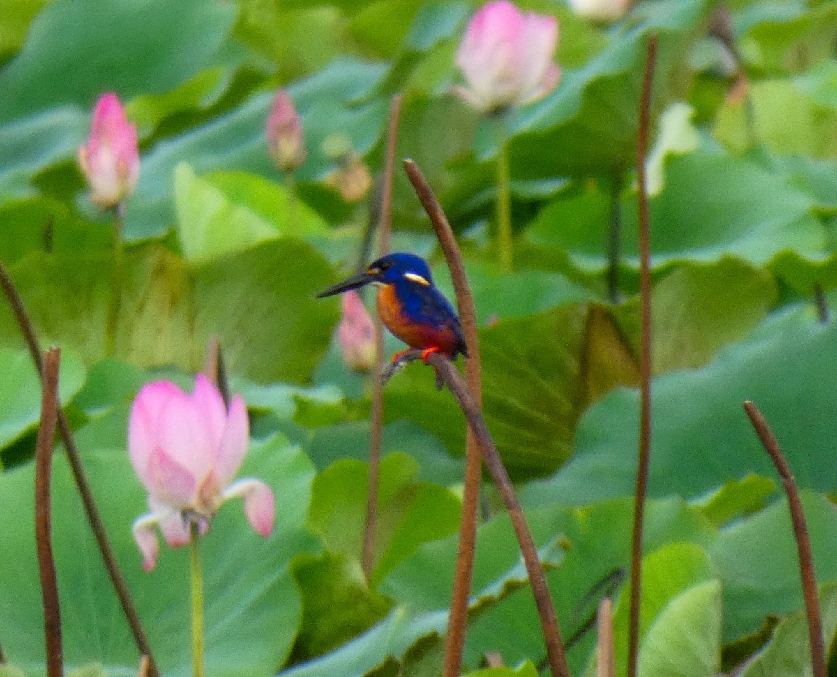 Azure Kingfisher - ML644288271