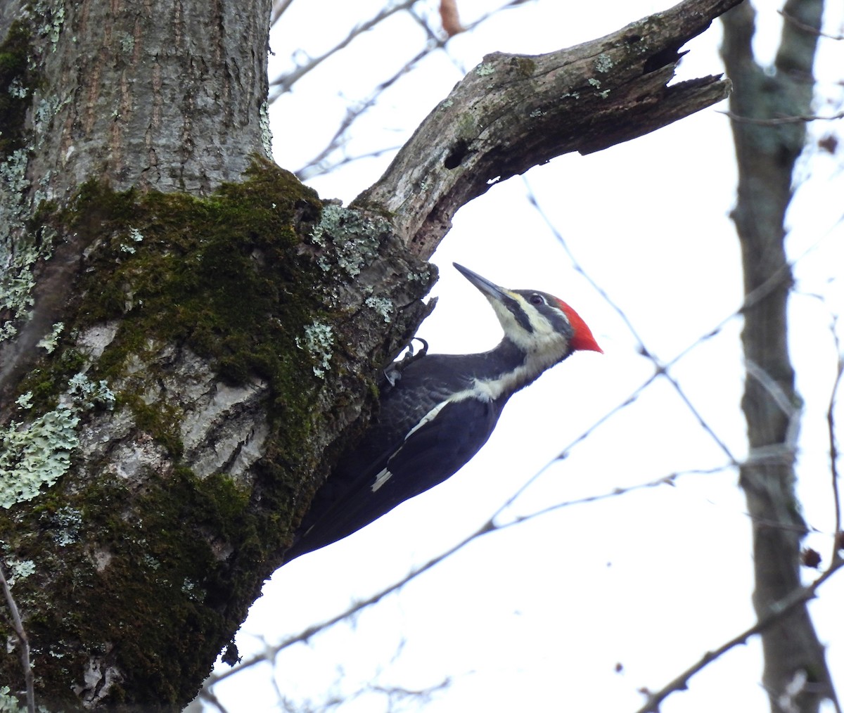 Pileated Woodpecker - ML644288272