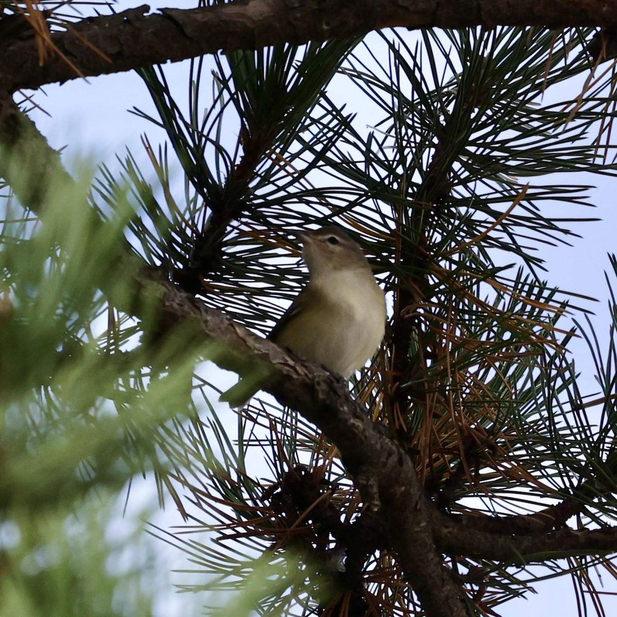 Eastern/Western Warbling Vireo - ML644288273