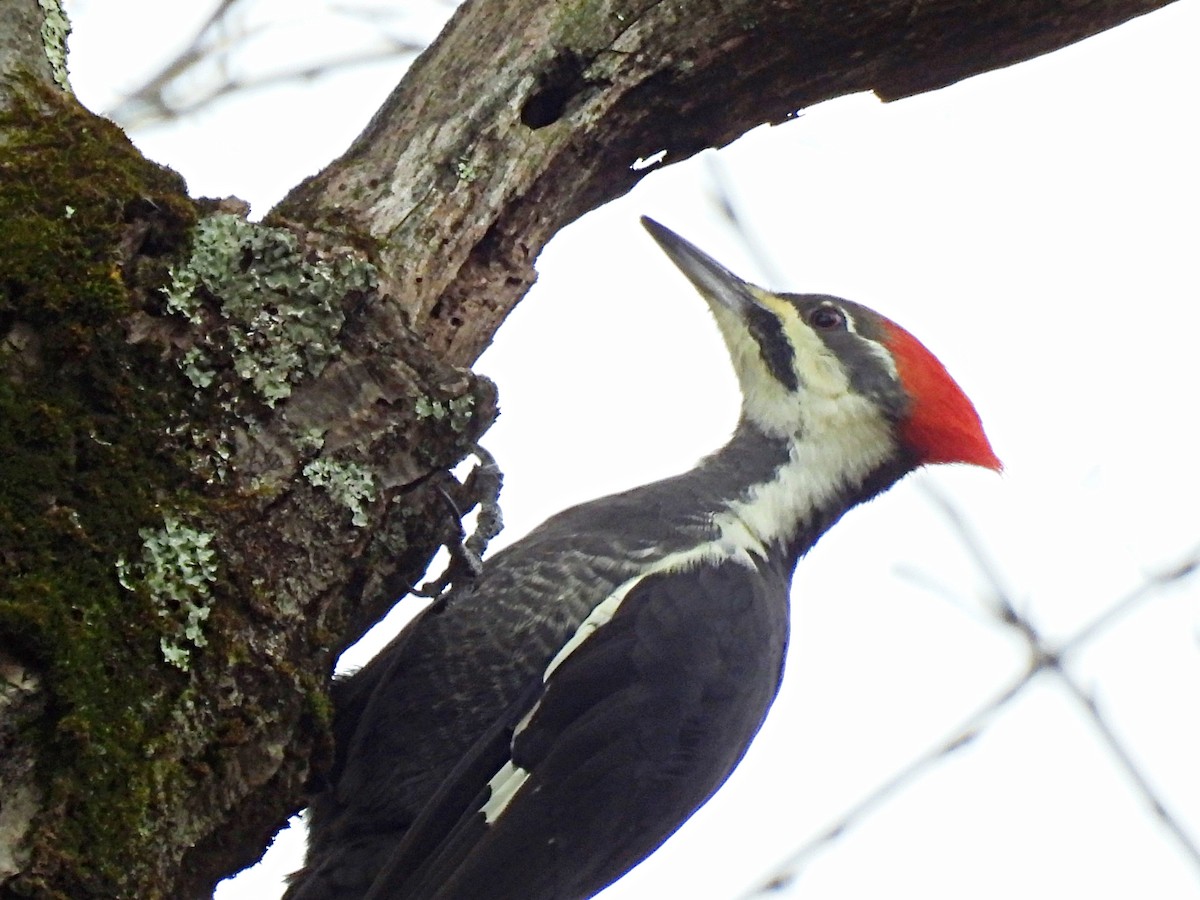 Pileated Woodpecker - ML644288274