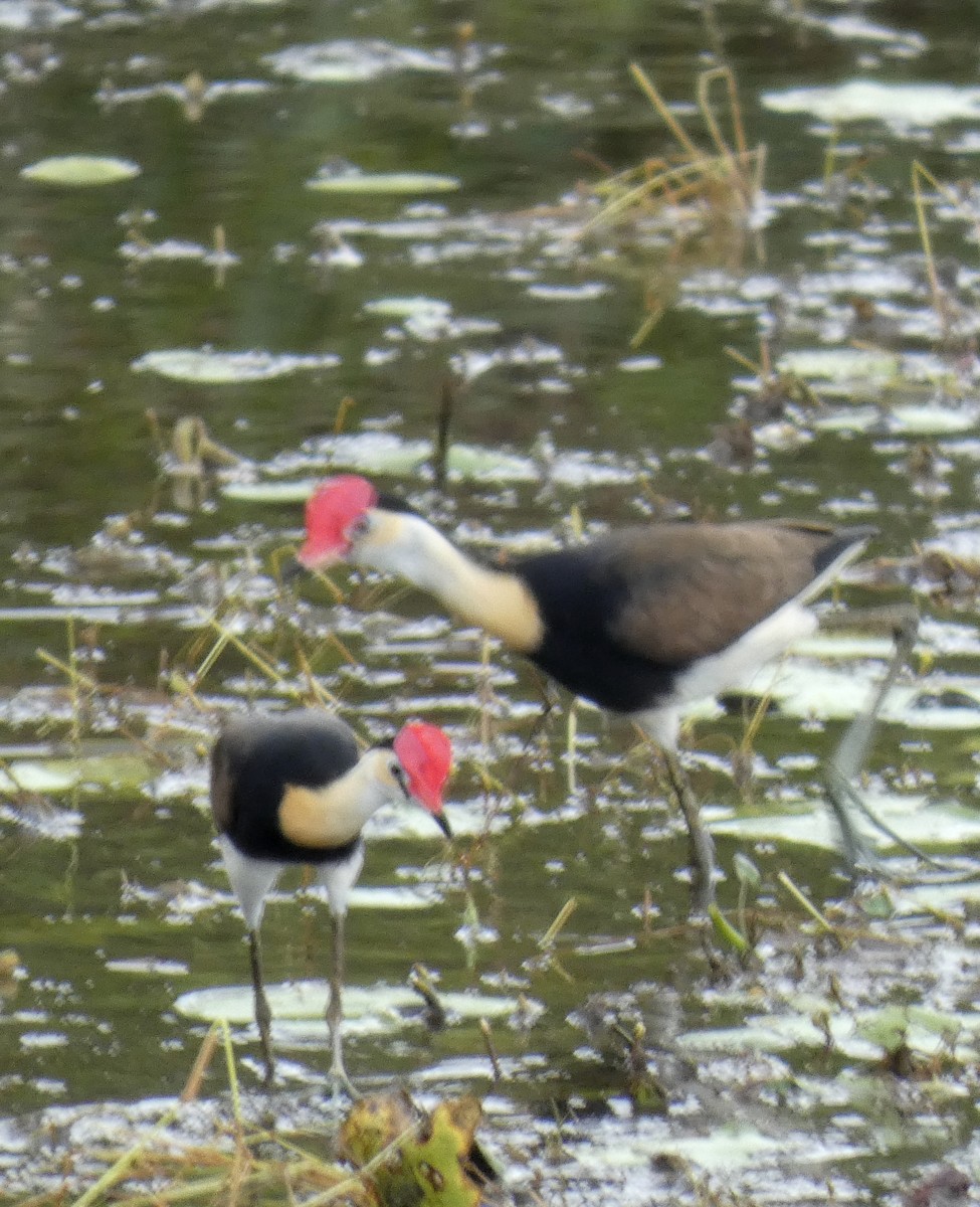 Comb-crested Jacana - ML644288290
