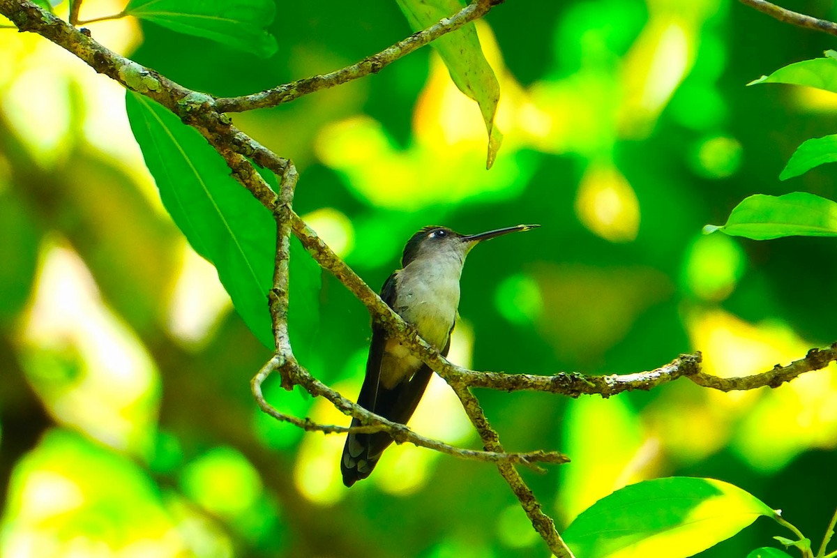 Wedge-tailed Sabrewing - ML644288302