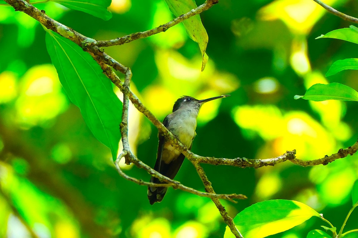 Wedge-tailed Sabrewing - ML644288303