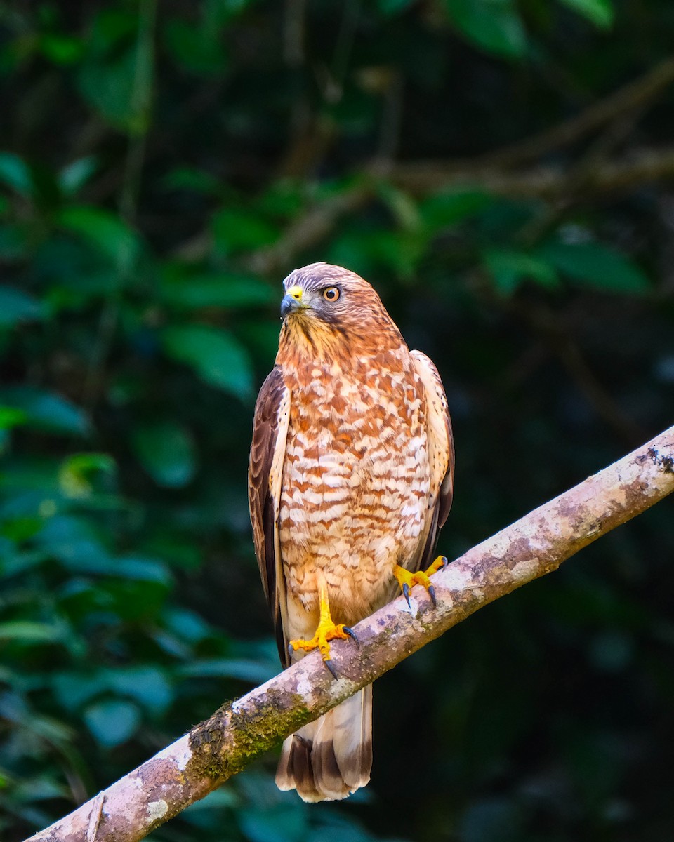 Broad-winged Hawk - ML644288304