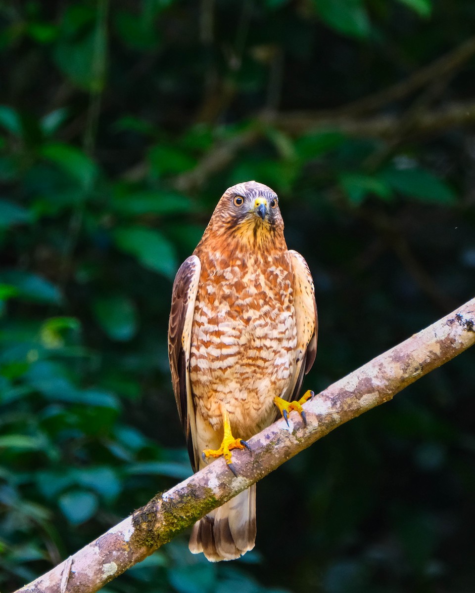 Broad-winged Hawk - ML644288305