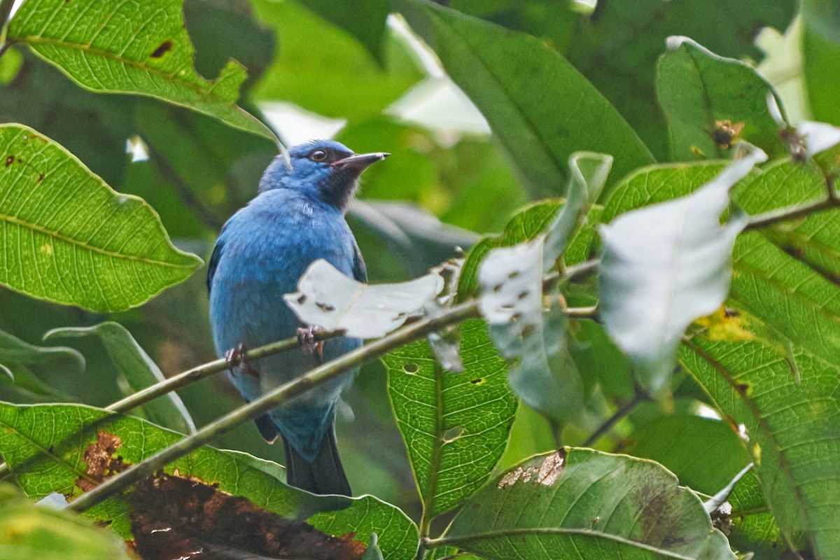 Цукрист блакитний - ML644288314