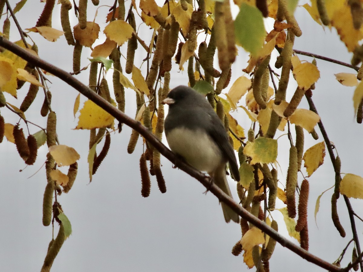 Юнко сірий - ML644288316