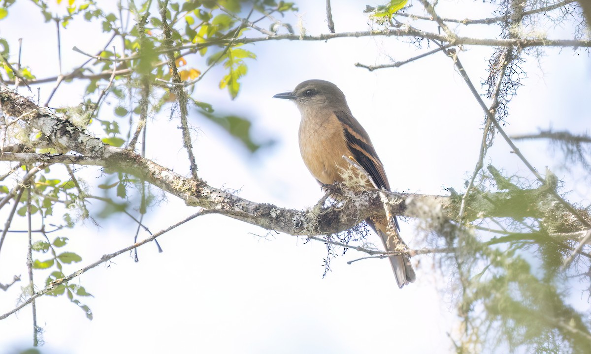 Кіптявник рудий - ML644288317