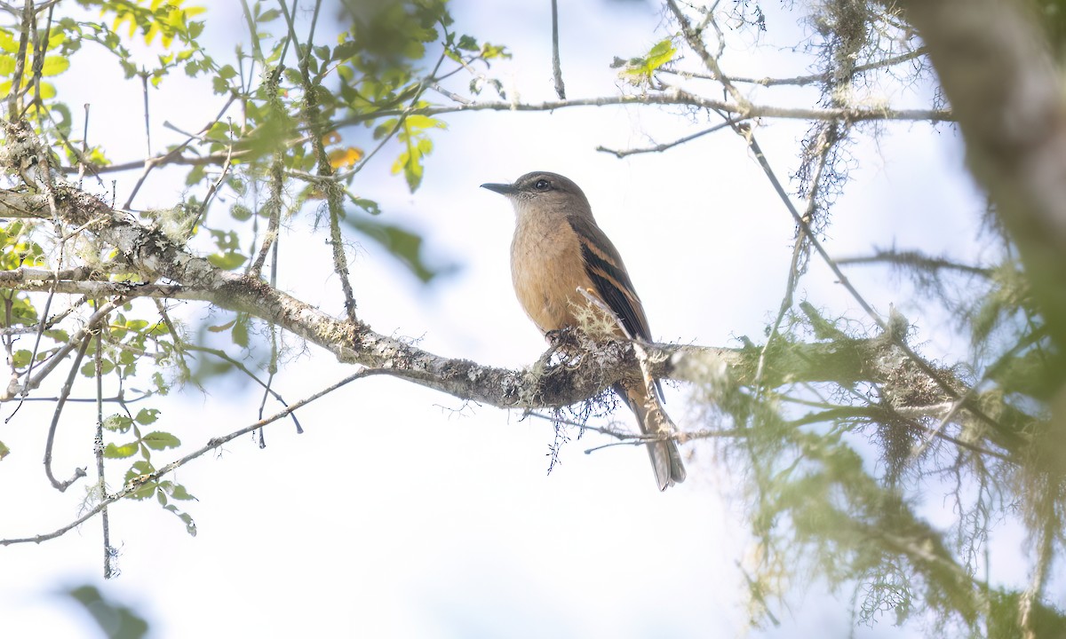 Кіптявник рудий - ML644288318