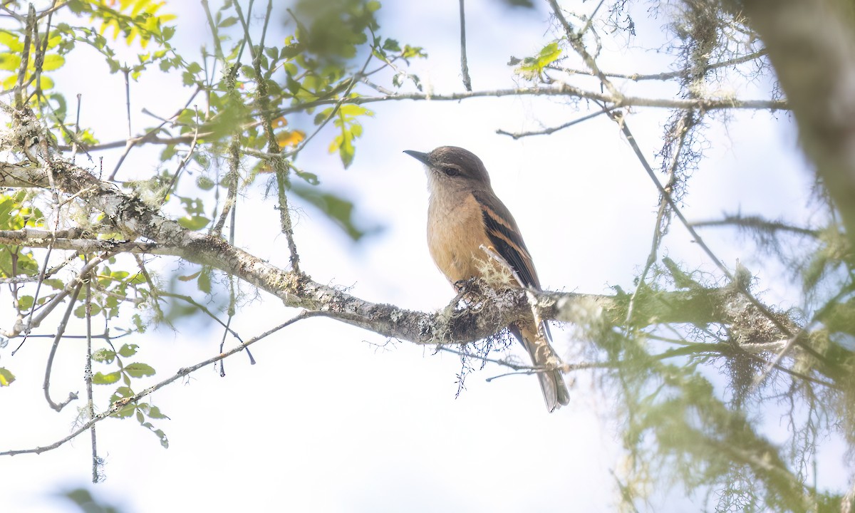 Кіптявник рудий - ML644288319