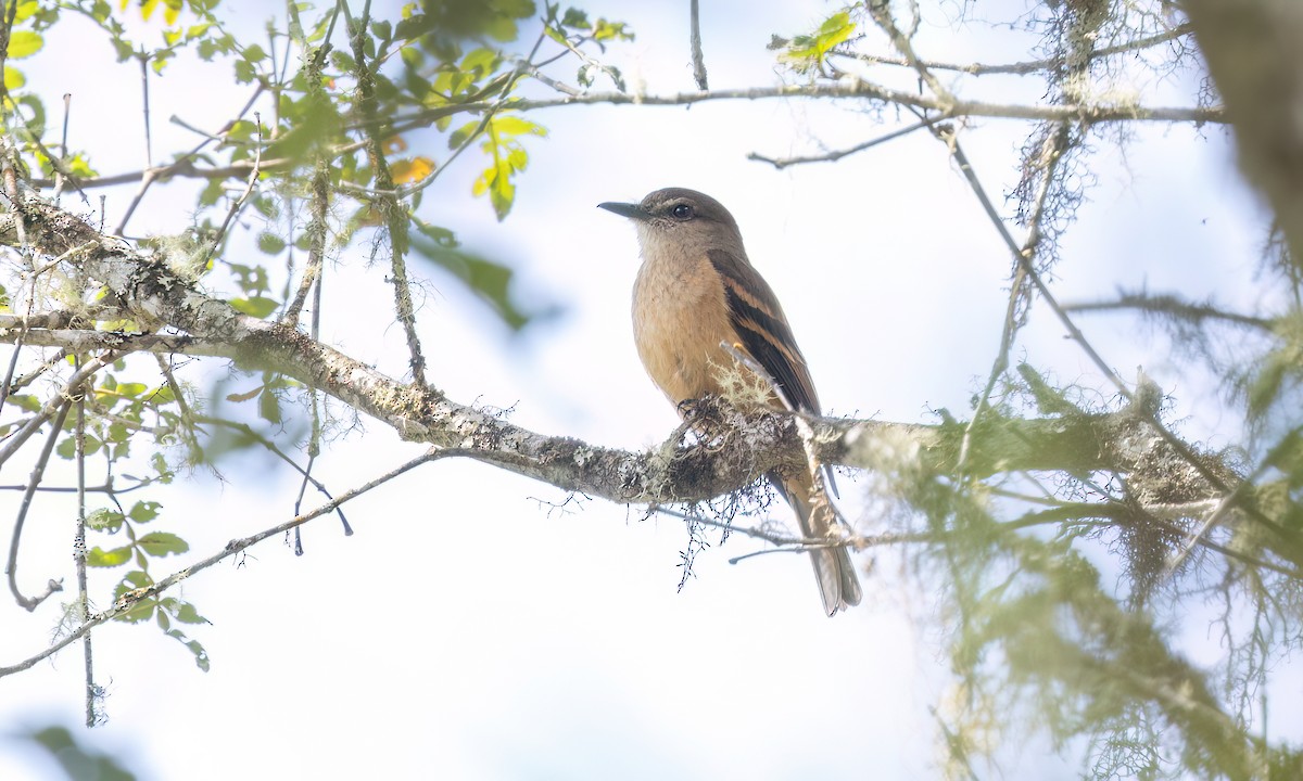 Кіптявник рудий - ML644288320