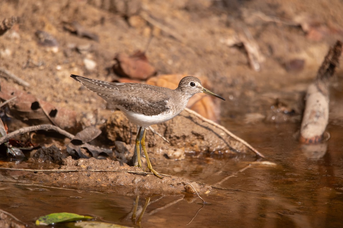 Набережник плямистий - ML644288321