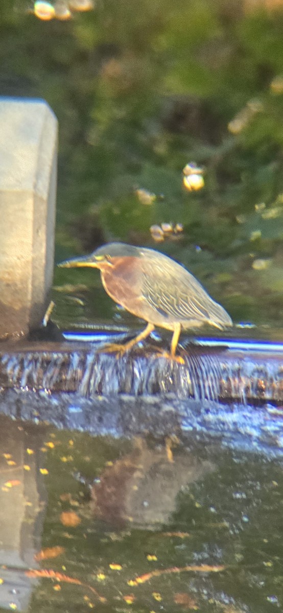 Чапля зелена - ML644288322