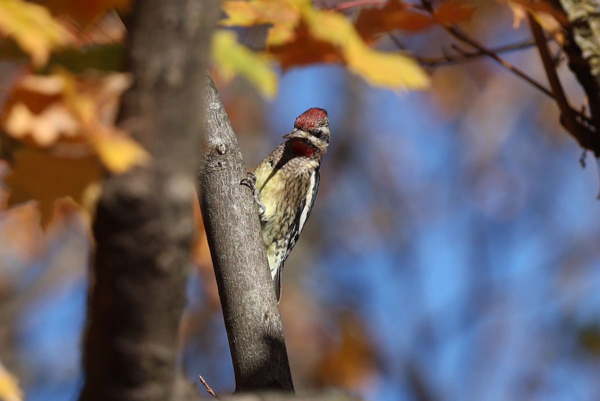 Дятел-смоктун жовточеревий - ML644288324